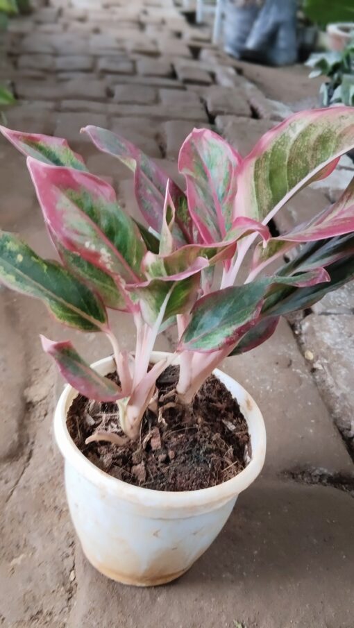 Aglaonema Pink Plant - WHITE POT - Image 6