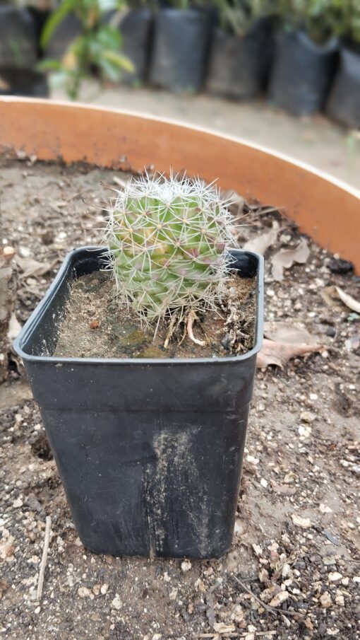 Cactus Plant – Cute & Stylish - Image 4