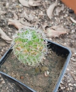 Cactus Plant – Cute & Stylish