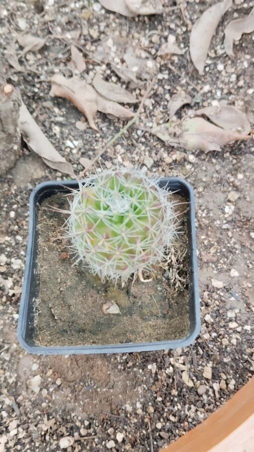 Cactus Plant – Cute & Stylish - Image 2