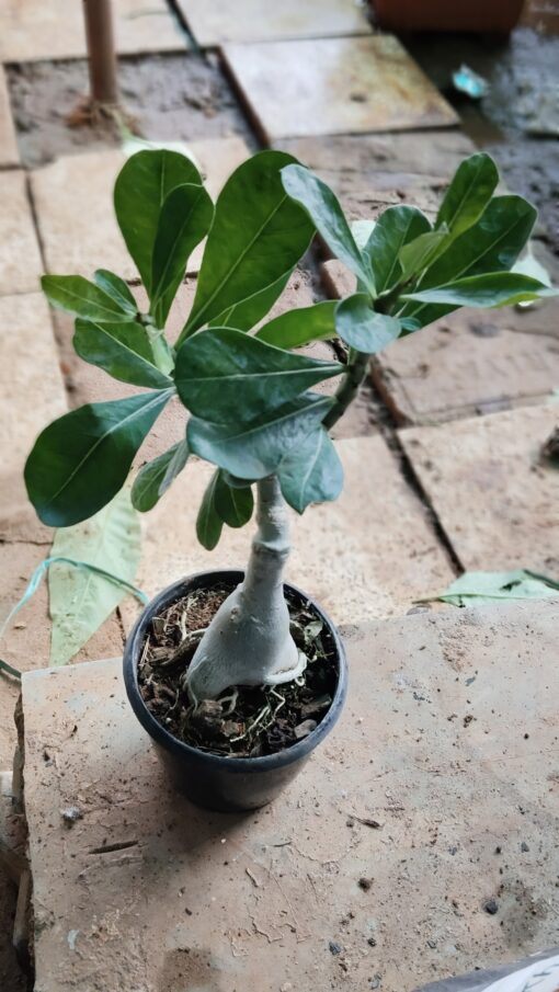 Bonsai Plant – Elegant Indoor Decor Tree - Image 2