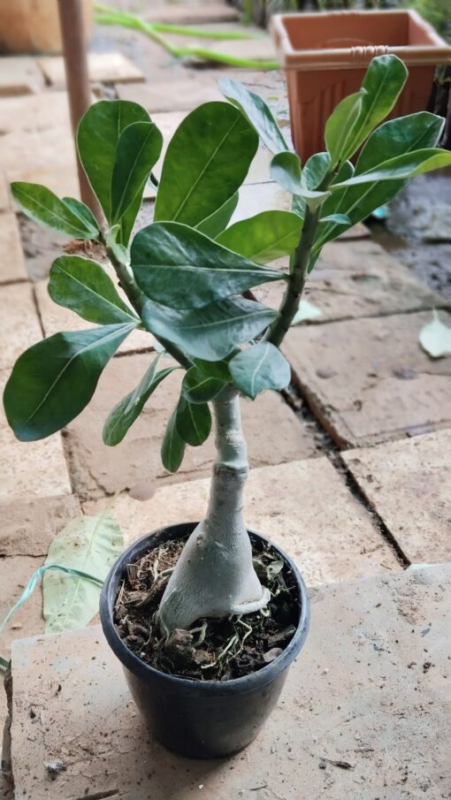 Bonsai Plant – Elegant Indoor Decor Tree - Image 3