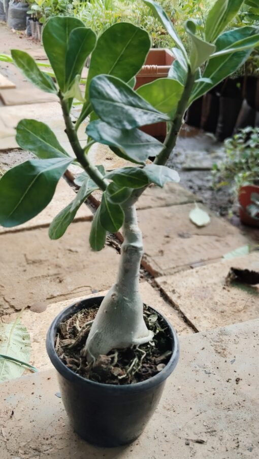 Bonsai Plant – Elegant Indoor Decor Tree - Image 4