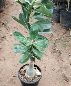 Bonsai Plant – Elegant Indoor Decor Tree