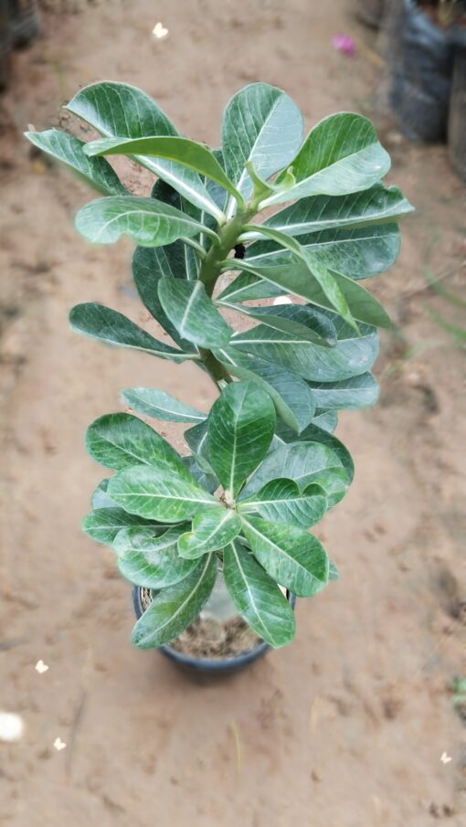 Bonsai Plant – Elegant Indoor Decor Tree - Image 7
