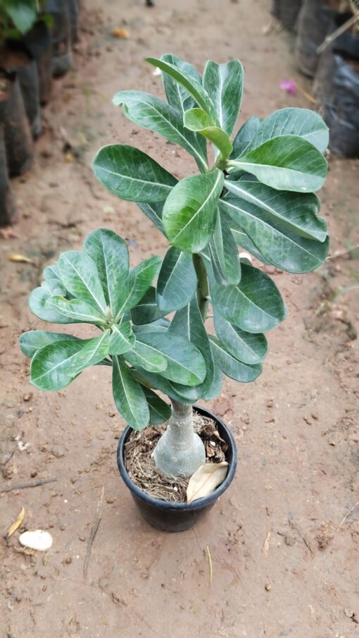 Bonsai Plant – Elegant Indoor Decor Tree - Image 8