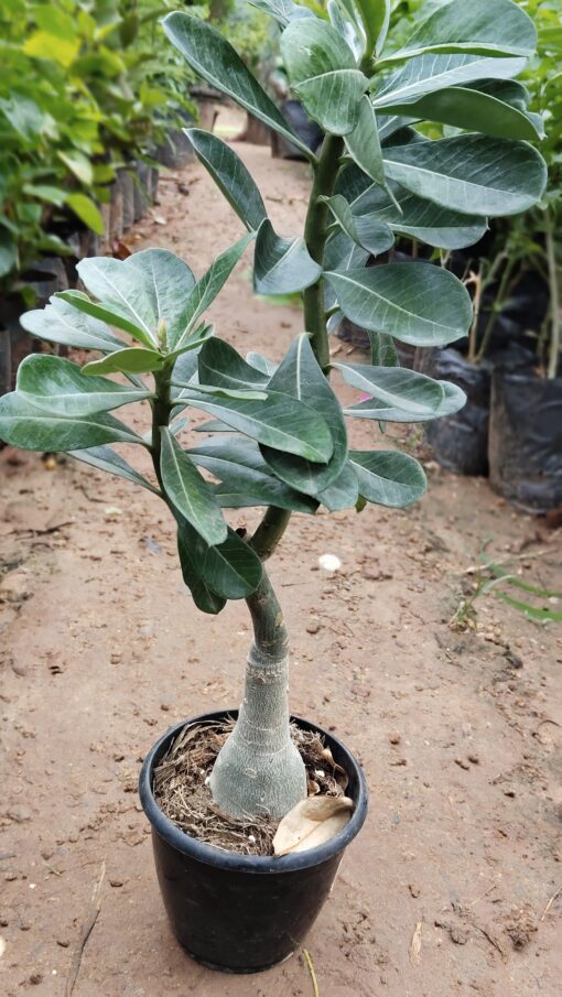Bonsai Plant – Elegant Indoor Decor Tree - Image 9